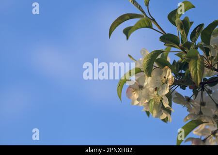 Blühende Pflaumenbäume, die aus nächster Nähe am Himmel des Sonnenuntergangs zu sehen sind Stockfoto