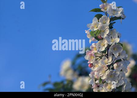 Blühende Pflaumenbäume, die aus nächster Nähe am Himmel des Sonnenuntergangs zu sehen sind Stockfoto