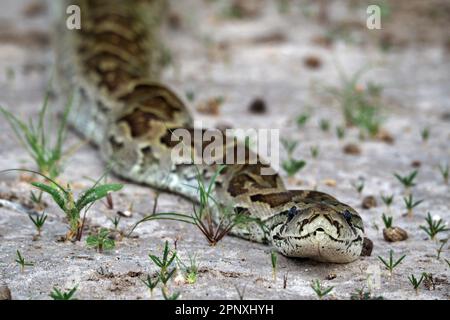 Felspython in Zentral-Kalahari, Botswana Stockfoto