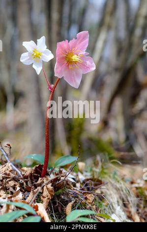 Helleborus niger Blume oder Weihnachten Rose im Wald Stockfoto