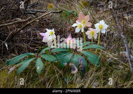 Helleborus niger Blume oder Weihnachten Rose im Wald Stockfoto