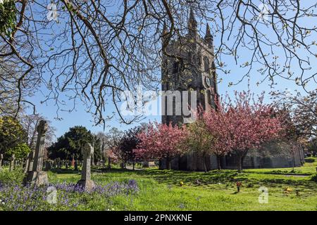 Die Pfarrkirche St. Mary in Plympton ist umgeben von Frühlingsblüten, Bluebells und kunstvoll verzierten Gedenkkreuzen in optimistischer Sonne Stockfoto