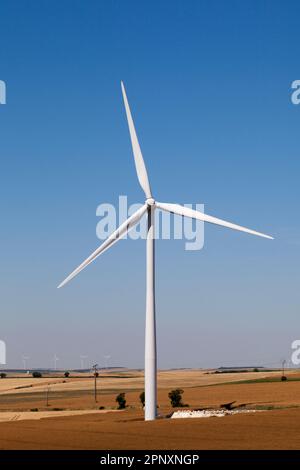 Windturbinen in der Mitte eines Weizenfeldes. Stockfoto