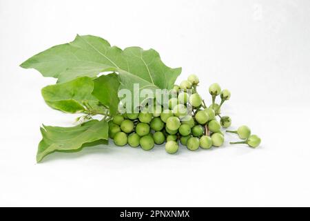 Grüne, winzige Aubergine mit wilder Aubergine auf weißem Hintergrund. Solanum paniculatum mit Blättern. Stockfoto