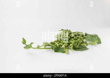 Malabar Nightshade, Malabar Spinat essbare Samen auf weißem Hintergrund. Samen von pui- oder malabarspinat als Gemüse. Stockfoto