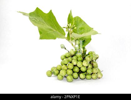 Grüne, winzige Aubergine mit wilder Aubergine auf weißem Hintergrund. Solanum paniculatum mit Blättern. Stockfoto