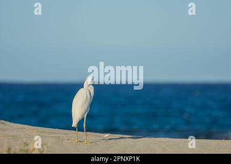 Ein weißer Reiher, der während eines Sturms am Sandstrand steht und auf das Meer blickt Stockfoto