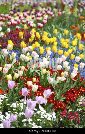 London, England, Großbritannien. Frühlingsblumen im St. James's Park, 19. April 2023 Stockfoto