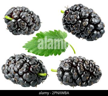 Isolierte Maulbeeren. Sammlung von vier Maulbeeren unterschiedlicher Formen mit isoliertem Blatt auf weißem Hintergrund mit Schnittpfad Stockfoto