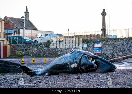 Ein toter Zwergwal, der am West Bay Beach in North Berwick, East Lothian, am Mittwoch angespült wurde. Das Gebiet um den Wal wurde von der Polizei abgesperrt, da der Kadaver entfernt wurde. Foto: Freitag, 21. April 2023. Stockfoto
