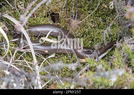 Slow Worm, Anguis fragilis, ein ausgewachsenes männliches Tier, das sich im Frühling in Heideland auf Moos sonnt, Surrey, England, Großbritannien Stockfoto