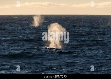 Flossenwale blasen (Balaenoptera Physalus) zwei Meerestiere schwimmen im arktischen Meer und atmen und blasen das Wasser über ihren Körper. Sva Stockfoto