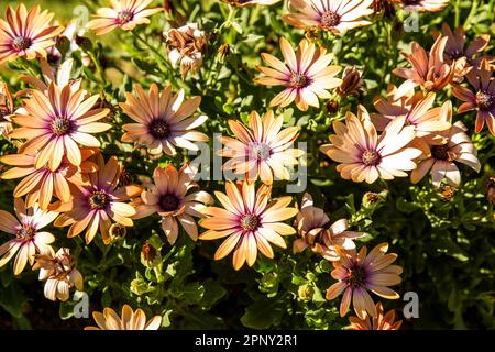 Blick von oben auf gelbe Gänseblümchen auf grüner Vegetation Stockfoto