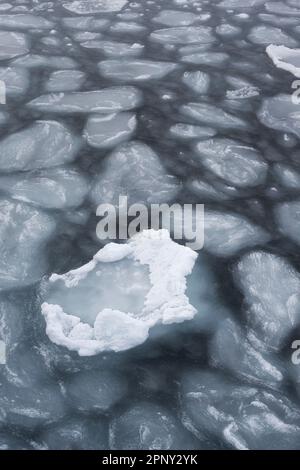 Eisberge mit Eisbärspuren in der Schneeverwehung im Arktischen Ozean. Arktis, Svalbard, Spitsbergen, Norwegen Stockfoto