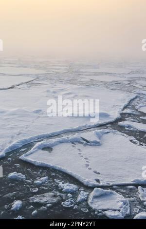 Eisberge mit Eisbärspuren in der Schneeverwehung im Arktischen Ozean. Arktis, Svalbard, Spitsbergen, Norwegen Stockfoto