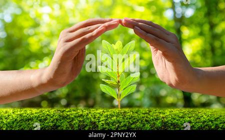 Umwelt Tag der Erde in den Händen von Bäumen wachsenden Sämlinge. Bokeh grüner Hintergrund weibliche Hand Baum auf natur feld gras wald conservati Stockfoto