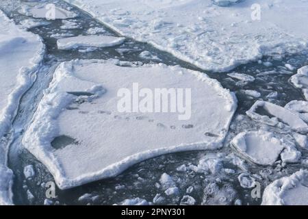 Eisberge mit Eisbärspuren in der Schneeverwehung im Arktischen Ozean. Arktis, Svalbard, Spitsbergen, Norwegen Stockfoto