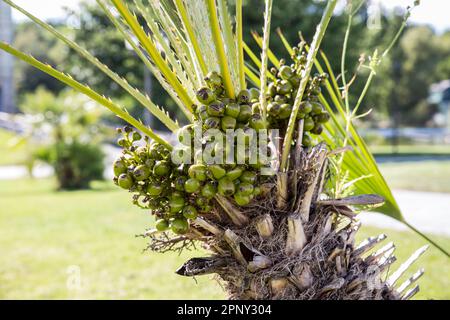 Unreife grüne Früchte in kleinen Palmen Stockfoto