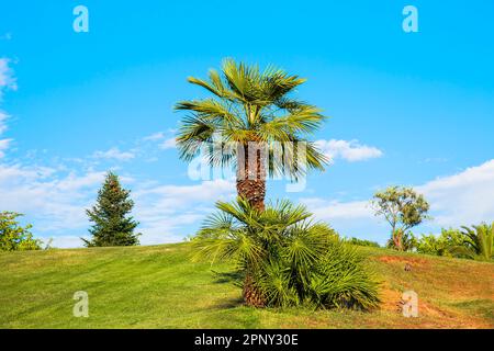 Grüne Palme auf Gras in einem Park Stockfoto