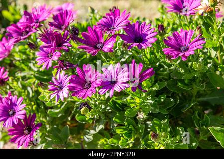 Violette Osteospermum ecklonis-Blüten am sonnigen Tag Stockfoto