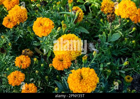 Blumiger Hintergrund mit gelben Marigoldblüten Stockfoto