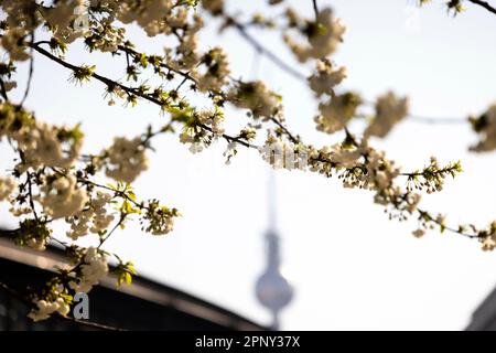 Berlin, Deutschland. 21. April 2023. Der Berliner Fernsehturm wurde hinter einer wilden Kirschblüte auf dem Dorothea-Schlegel-Platz in der Friedrichstraße aufgenommen. Berlin, 21. April 2023. Kredit: dpa/Alamy Live News Stockfoto