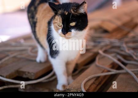 Dreifarbige Katzen-Nahaufnahmen auf der Straße Stockfoto