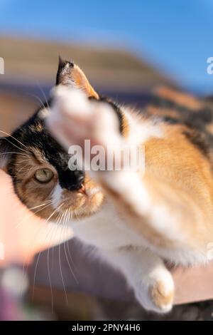 Dreifarbige Katzen-Nahaufnahmen auf der Straße Stockfoto