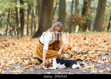 Die junge Frau geht mit einem Beagle-Hund in einem Herbstpark spazieren Stockfoto