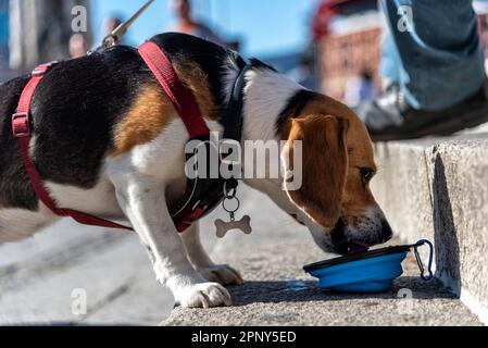 Beagle-Hund trinkt Wasser aus einer tragbaren Schüssel auf der Straße Stockfoto