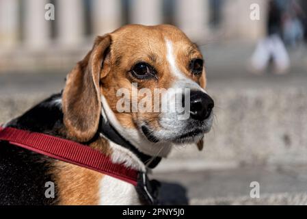 Beagle-Zuchthund schaut seitwärts in die Kamera Stockfoto