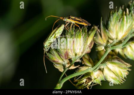 Bild von zwei grünen Insekten, die sich auf grünen Pflanzenblättern paaren. Insektentier Stockfoto