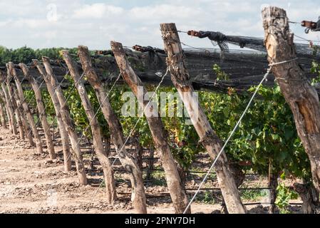 Wunderschöne Aussicht auf die Weinbauplantage in Mendoza Stockfoto