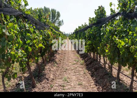 Wunderschöne Aussicht auf die Weinbauplantage in Mendoza Stockfoto