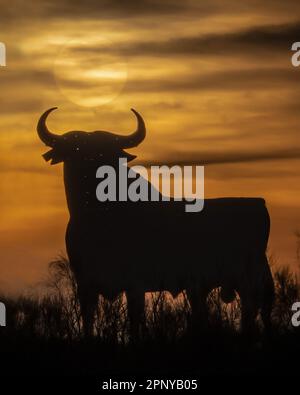 Der legendäre Osborne Bulle mit Silhouette Stockfoto
