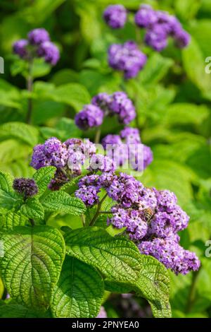 Heliotropium arborescens Lord Roberts, heliotropium arborescens lord roberts, Heliotrope, immergrüner Strauß, grüne faltige Blätter, Haufen von lila t Stockfoto