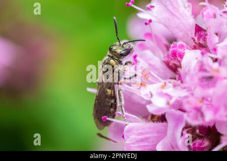 Eine winzige Bronzeburkenbiene (Halictus conusus), die eine Blume besucht. In der Nähe von Nose's Point, Seaham, Großbritannien. Stockfoto