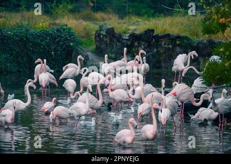 Rosa Flamingos im Tête d'Or Park in Lyon, Frankreich, stehen an einem wunderschönen Herbstnachmittag am Teich. Stockfoto