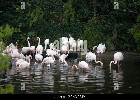 Rosa Flamingos im Tête d'Or Park in Lyon, Frankreich, stehen an einem wunderschönen Herbstnachmittag am Teich. Stockfoto