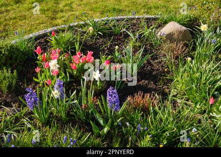 Frühlingsblumen Im Garten, Tulpen, Hyazinthen Stockfoto