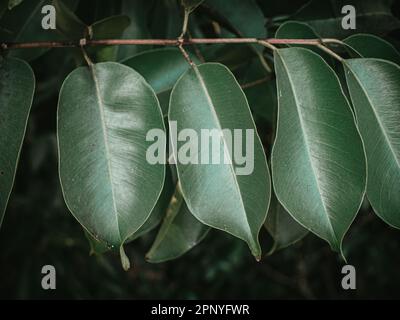 Moody Green große Blätter des Java Plum Tree alias Indian Blackberry Tree. Selektiver Fokus. Stockfoto