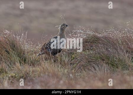 Black Grouse (Lyrurus tetrix), weiblich Langdon Beck Co Durham UK GB, April 2023 Stockfoto