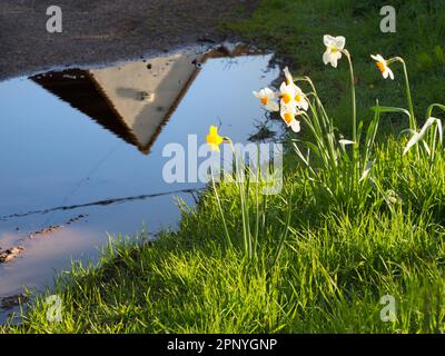 Ein echter frühlingsblick in England - Pfützen, schlechte Straßen und Narzissen. Wenn Schneeglöckchen auftauchen, dann Krokusse und Hyazinthen, wissen Sie, dass Frühling wirklich ar hat Stockfoto