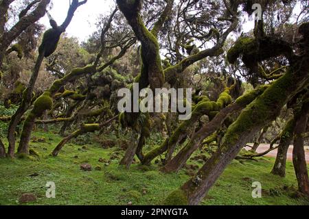 Harenna Forest, Wald, Nebelwald im Bale Mountains-Nationalpark Stockfoto