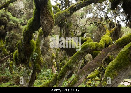 Harenna Forest, Wald, Nebelwald im Bale Mountains-Nationalpark Stockfoto