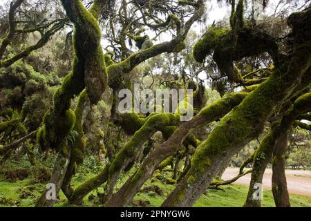 Harenna Forest, Wald, Nebelwald im Bale Mountains-Nationalpark Stockfoto