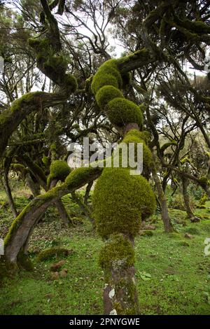 Harenna Forest, Wald, Nebelwald im Bale Mountains-Nationalpark Stockfoto