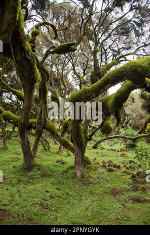 Harenna Forest, Wald, Nebelwald im Bale Mountains-Nationalpark Stockfoto