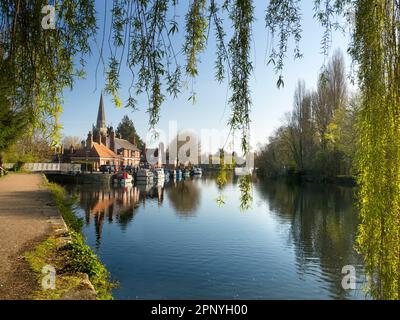 Blick unter einer Weide auf die Themse in Abingdon an einem schönen Frühlingsmorgen. Wir sind am Nordufer des Flusses, schauen flussabwärts Richtung S Stockfoto