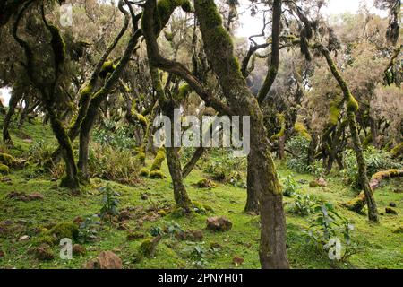 Harenna Forest Woodland im Bale Mountains National Park Stockfoto